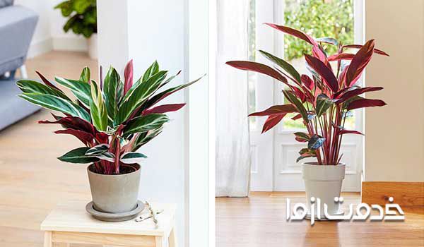 گیاه کالاتیا